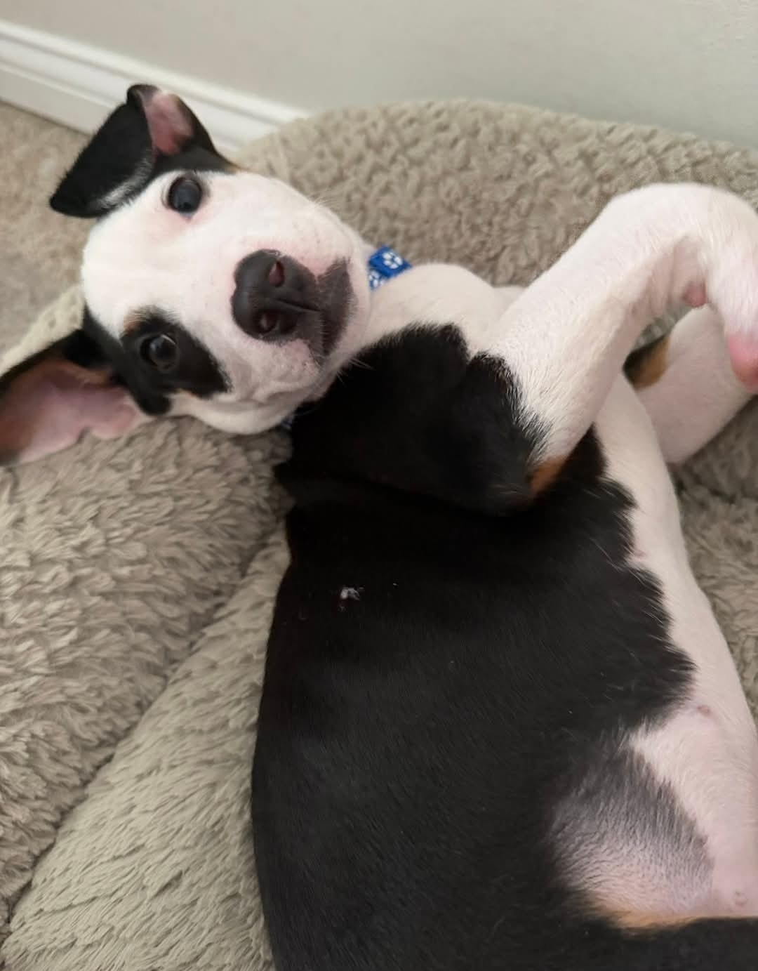JACK RUSSELL TERRIER, CHIHUAHUA, MINIATURE PINSCHER
