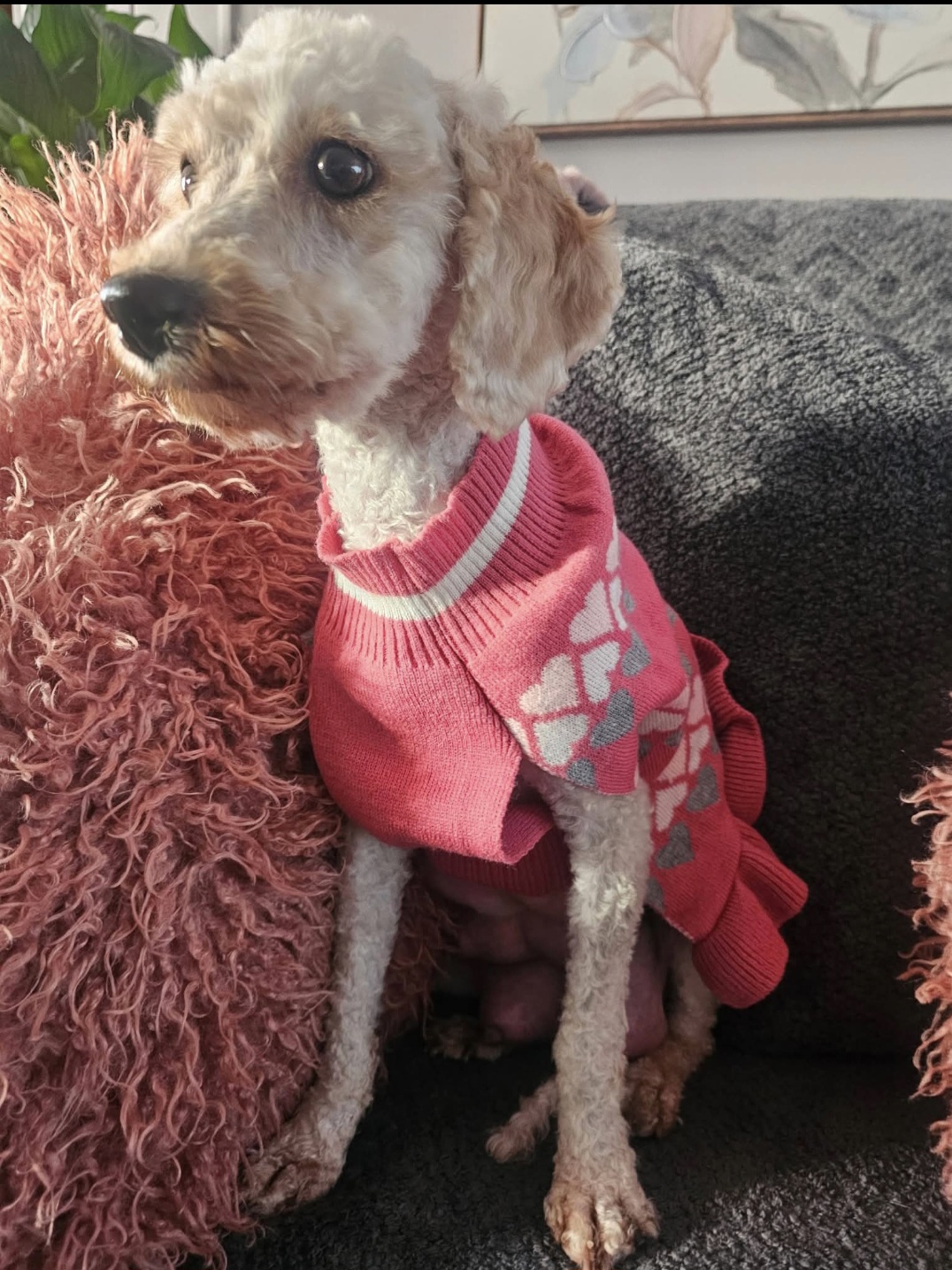 BICHPOO, MINIATURE POODLE, BICHON FRISE