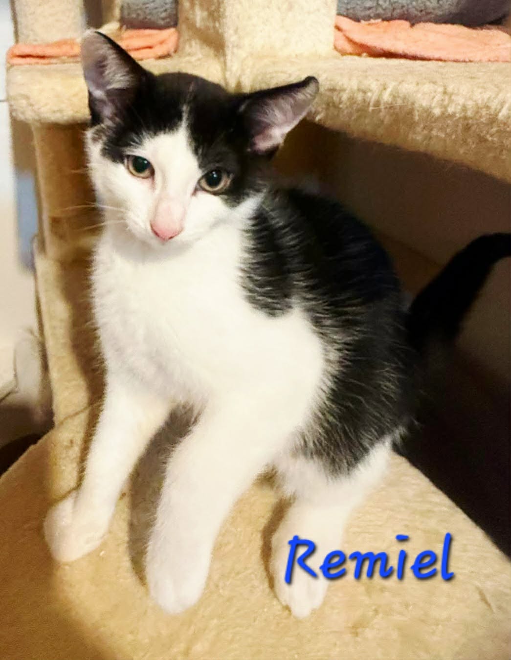 Remiel 