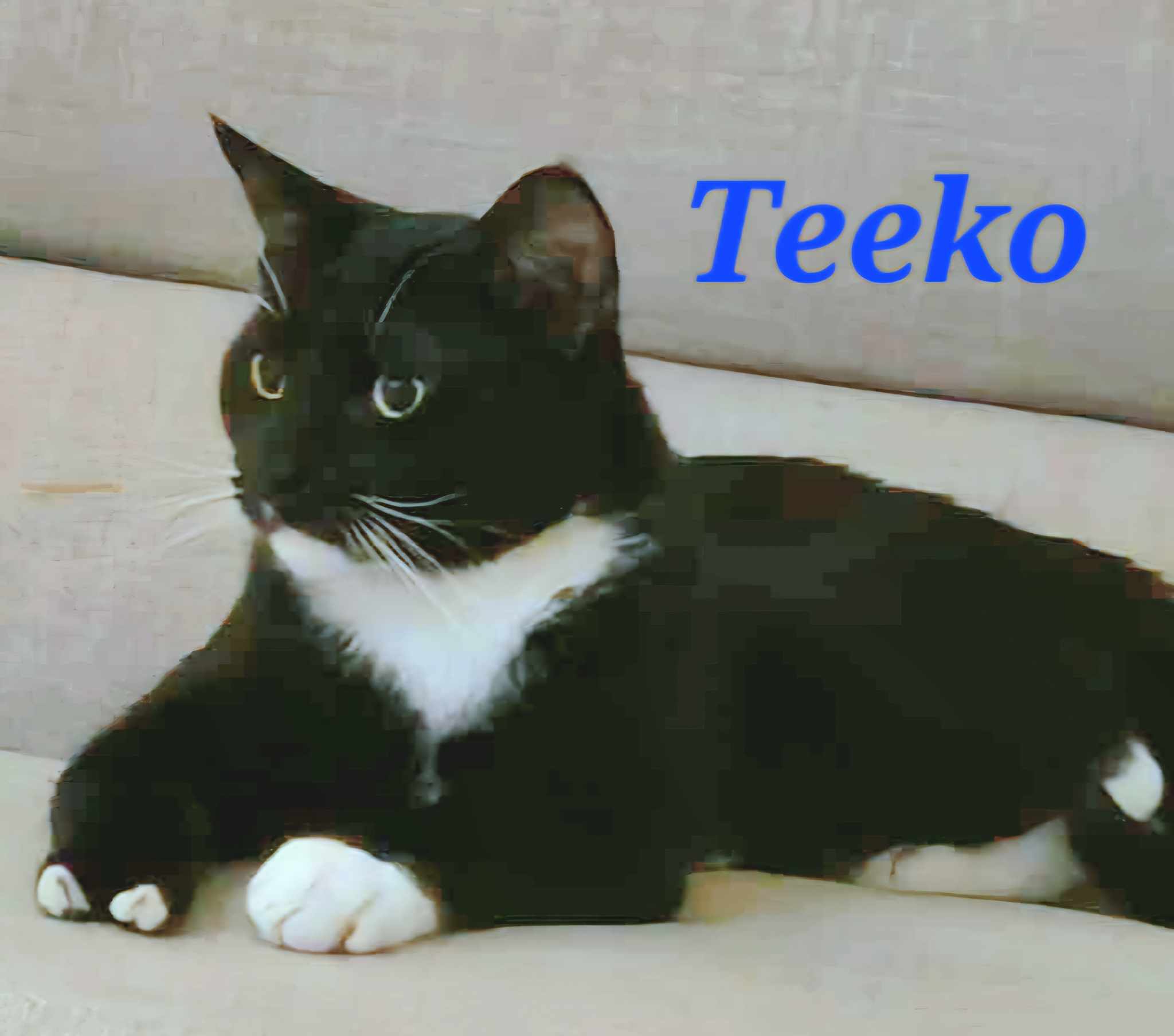 Teeko