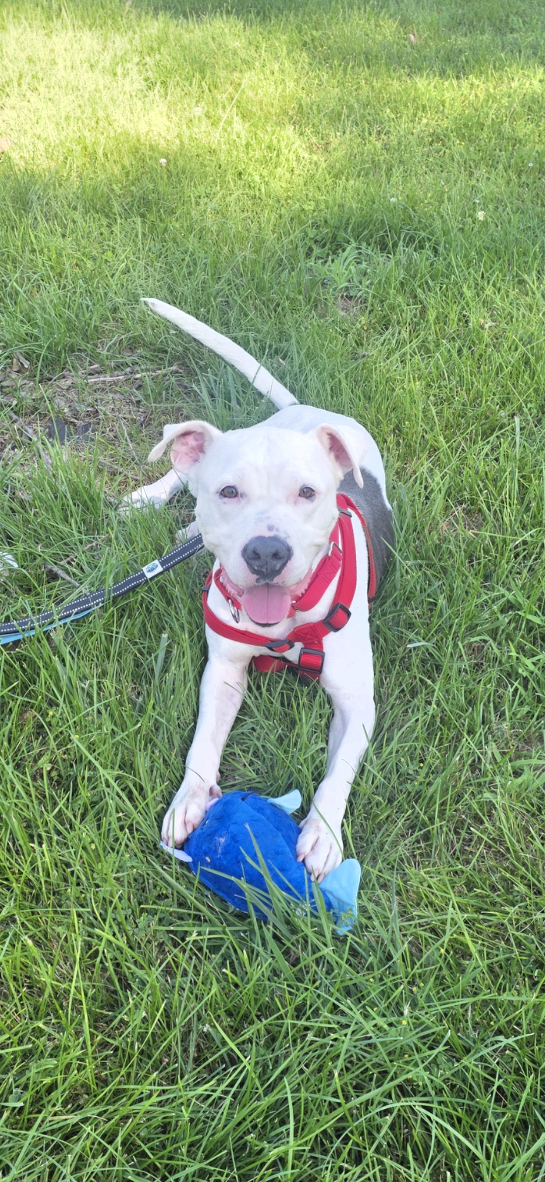 AMERICAN PIT BULL TERRIER