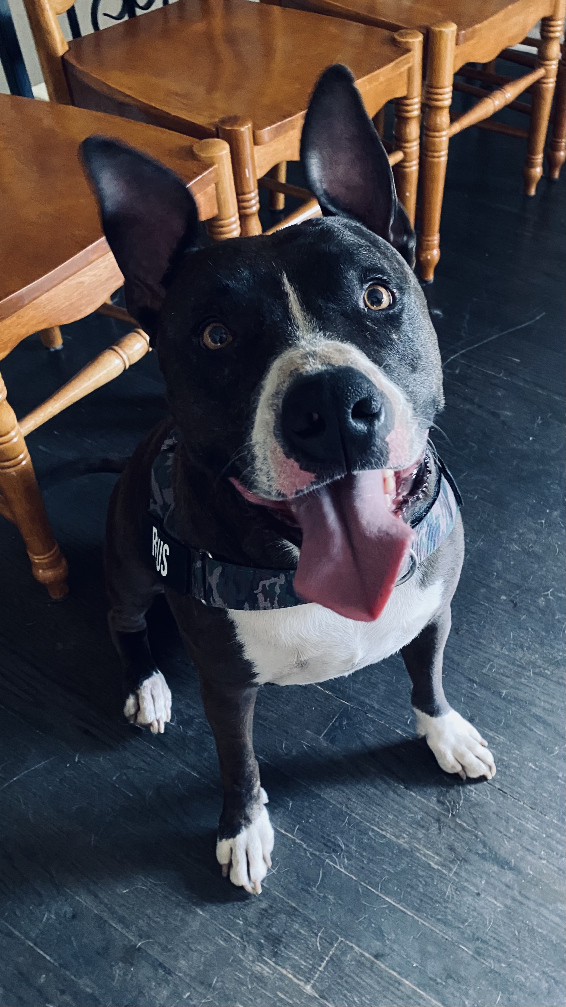AMERICAN BULLDOG