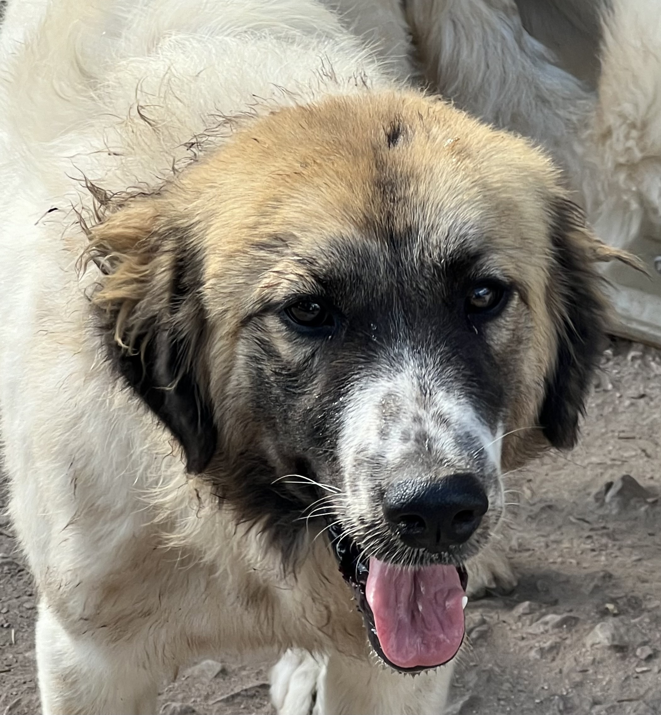 Adopt Belinda NA Bess - Female Great Pyrenees in Austin, TX | Texas ...