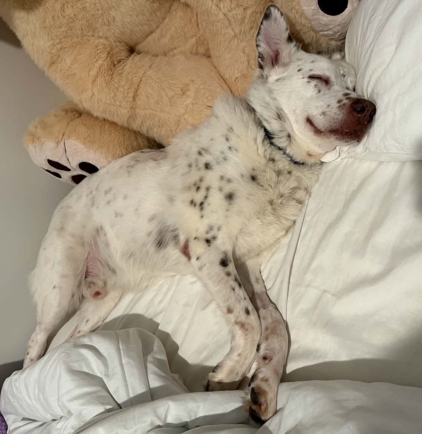 Mumbles: Adopt or Forever Foster