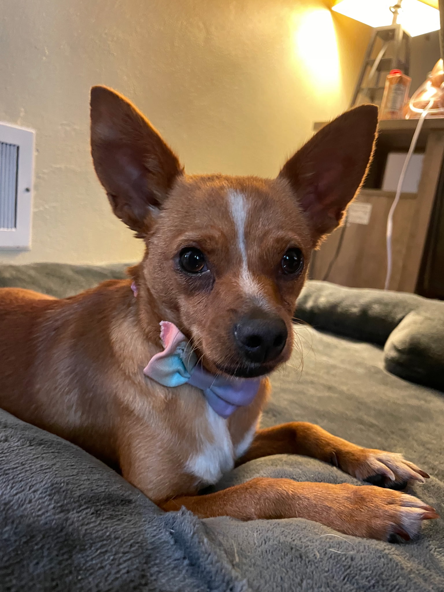 CHIHUAHUA