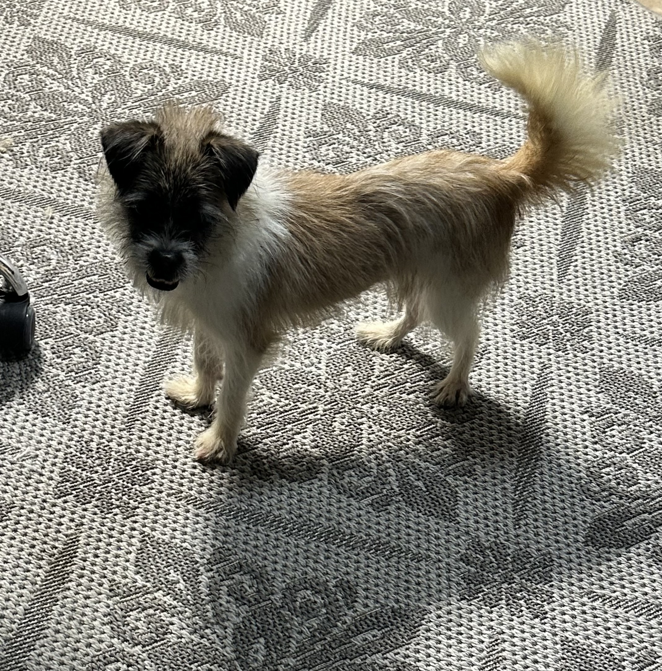 CAIRN TERRIER, BORDER TERRIER, BRUSSELS GRIFFON