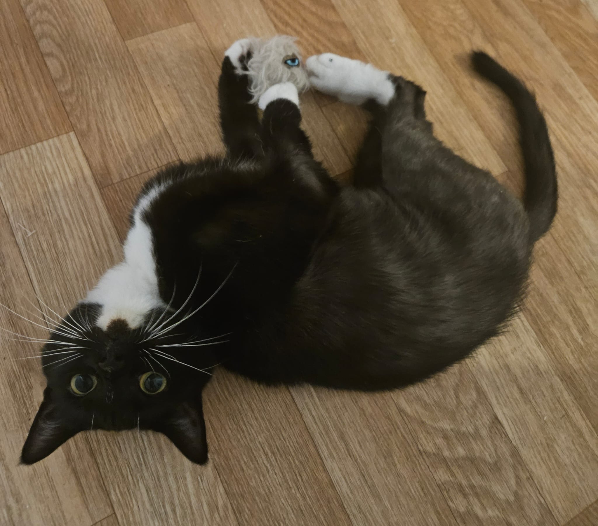 Nova