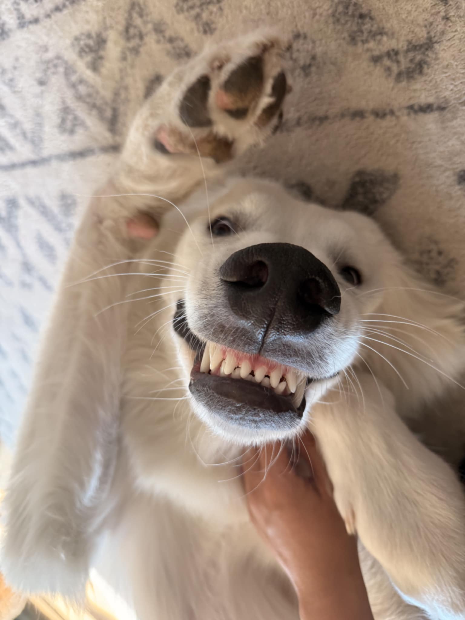 Otis