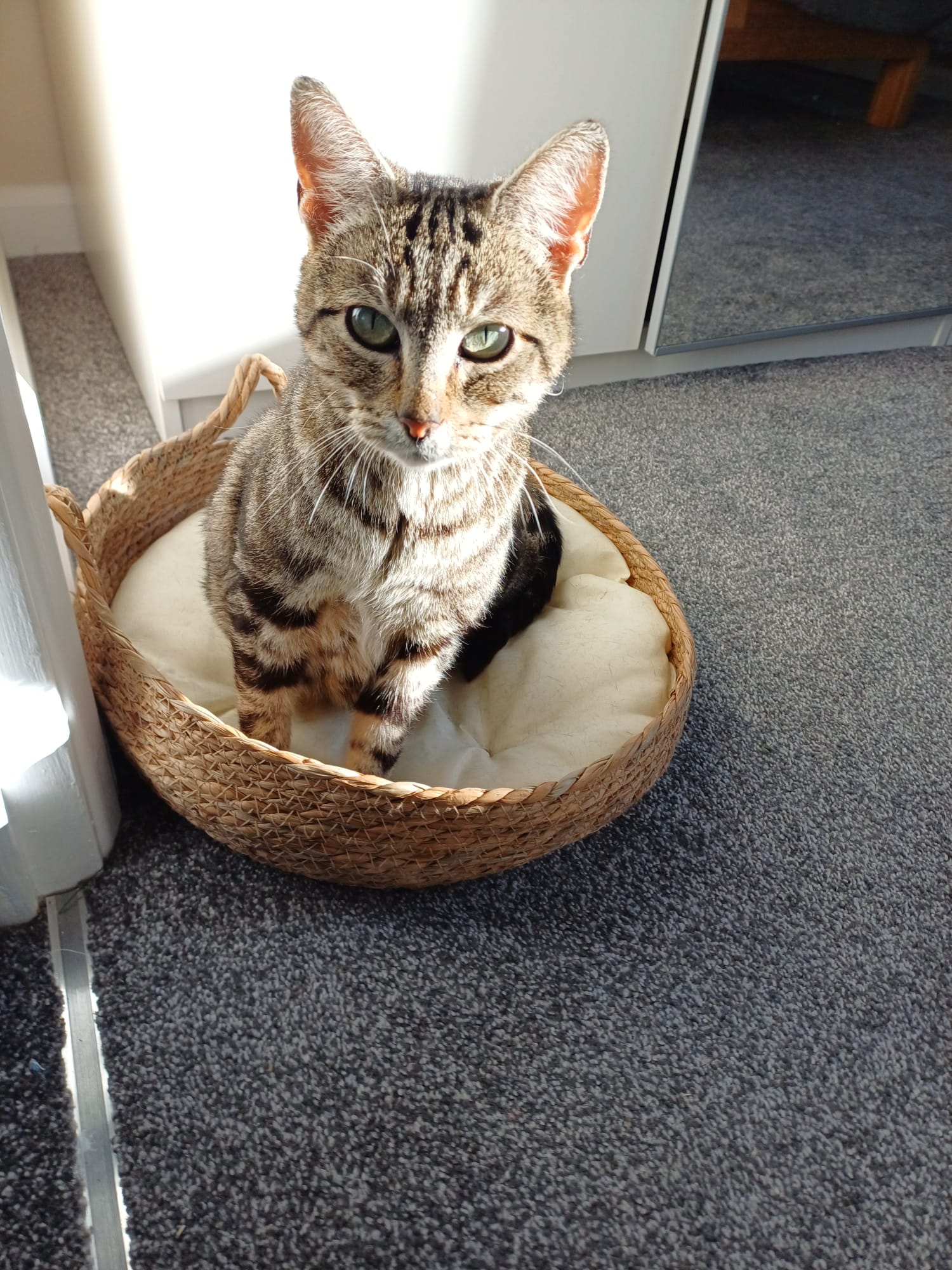Willow