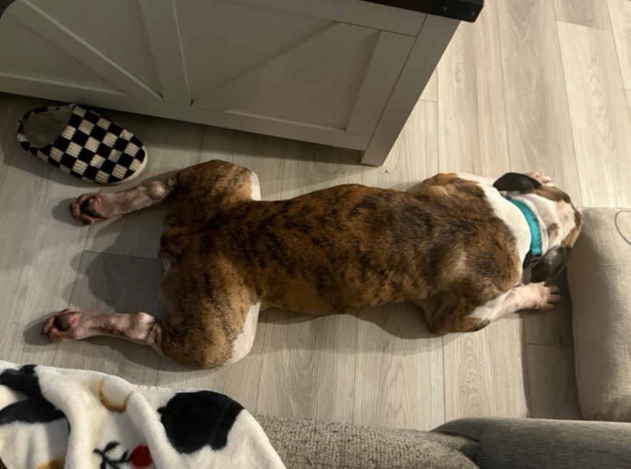BULLDOG
