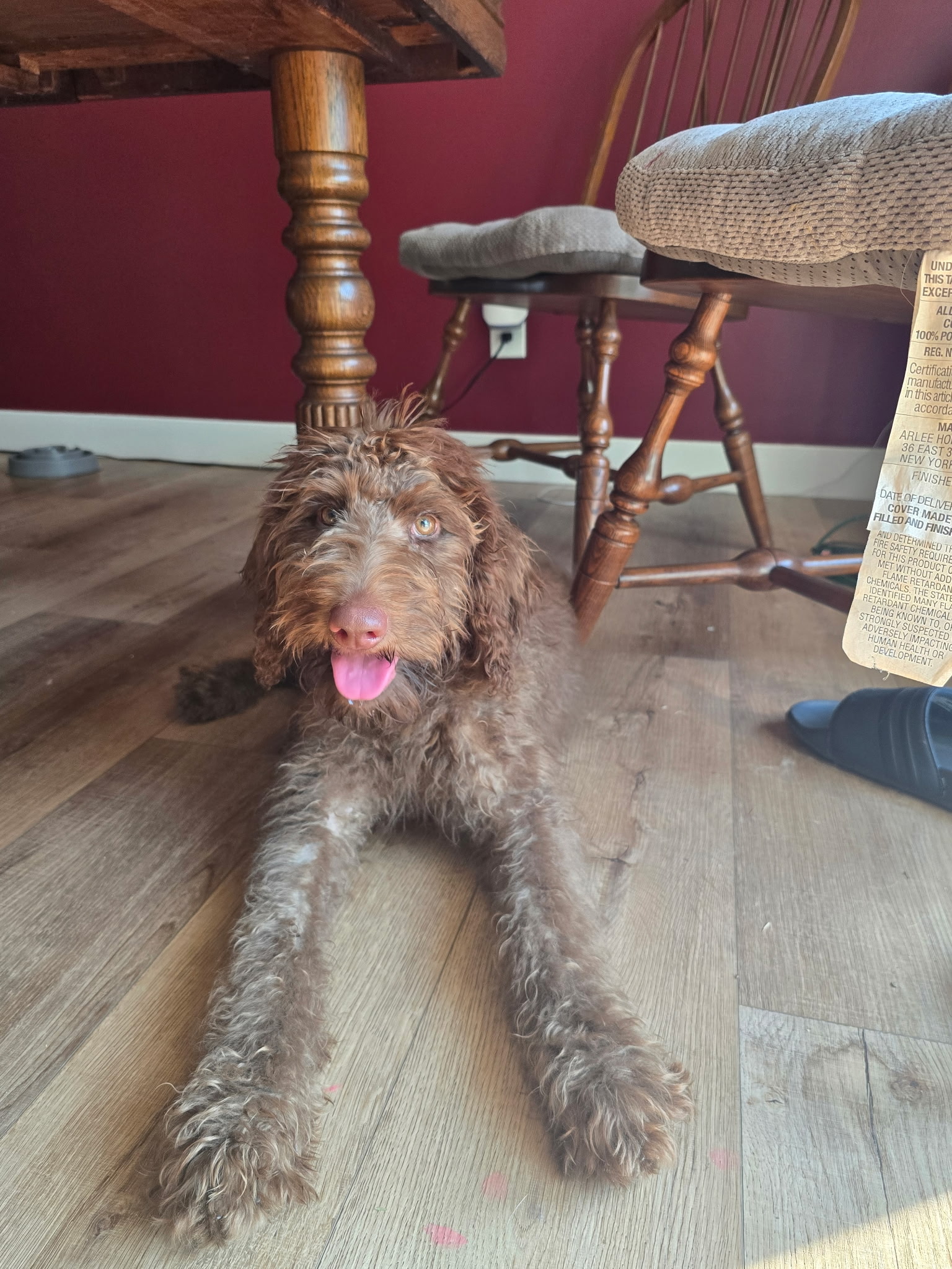 LABRADOODLE