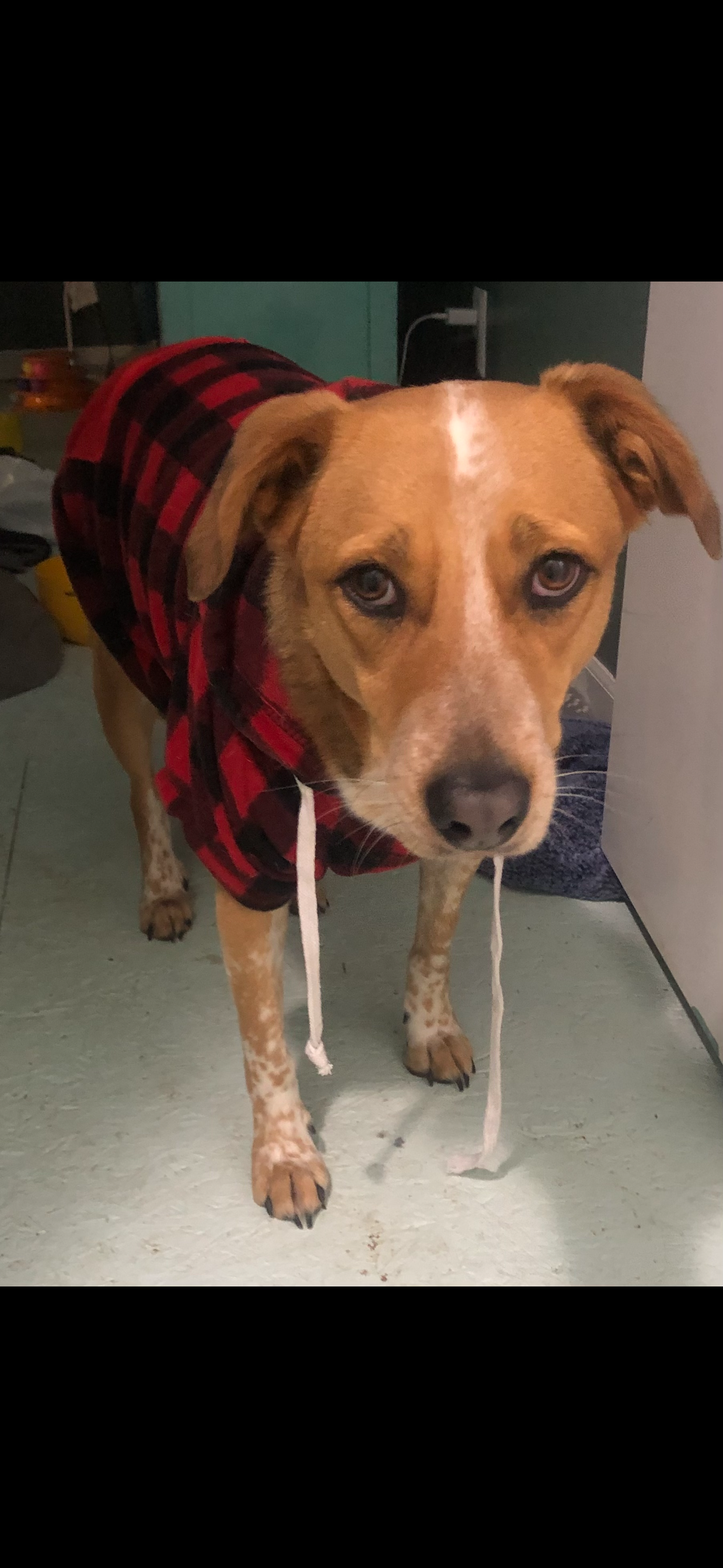 AUSTRALIAN CATTLE DOG