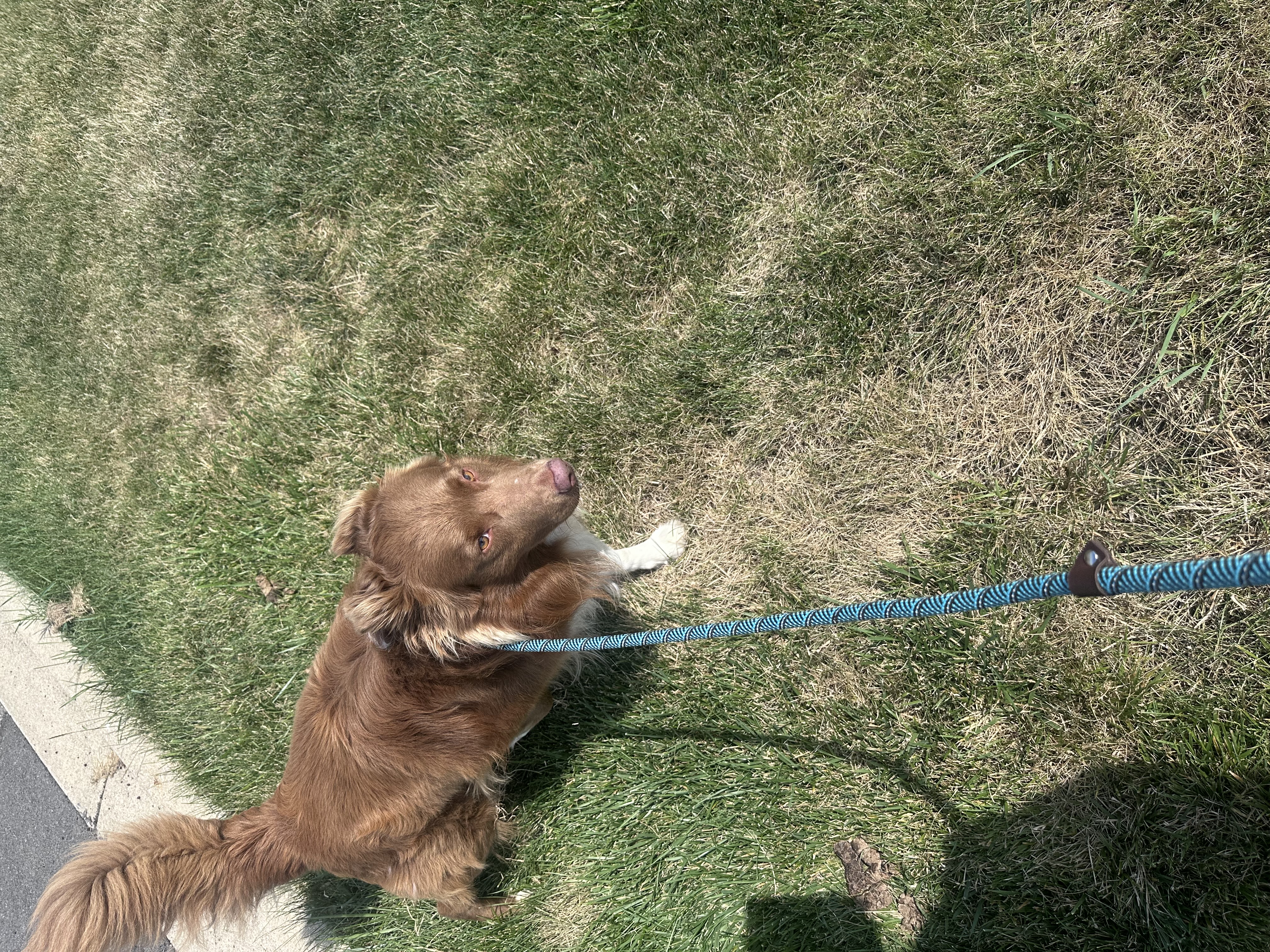 AUSTRALIAN SHEPHERD