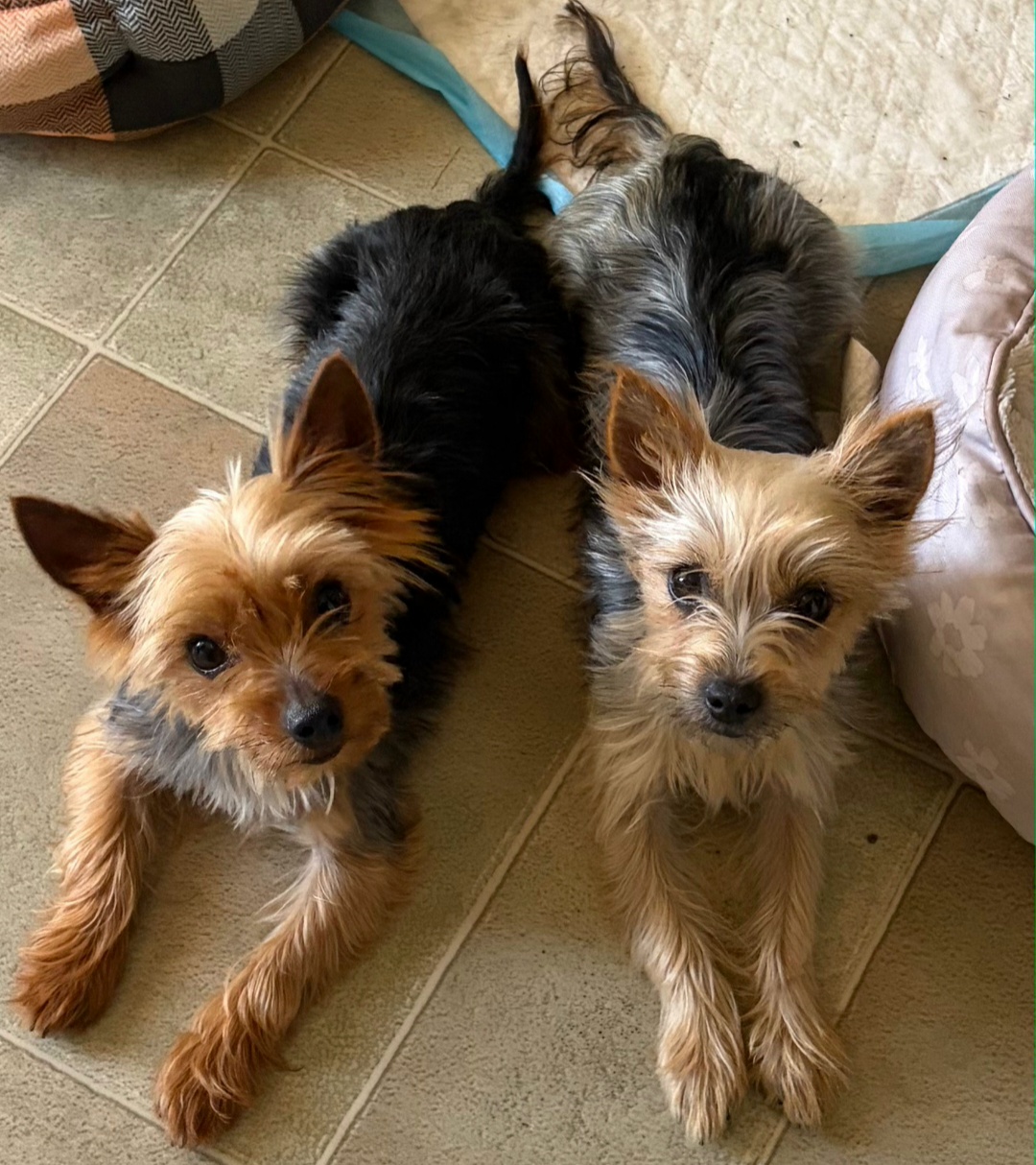 YORKSHIRE TERRIER