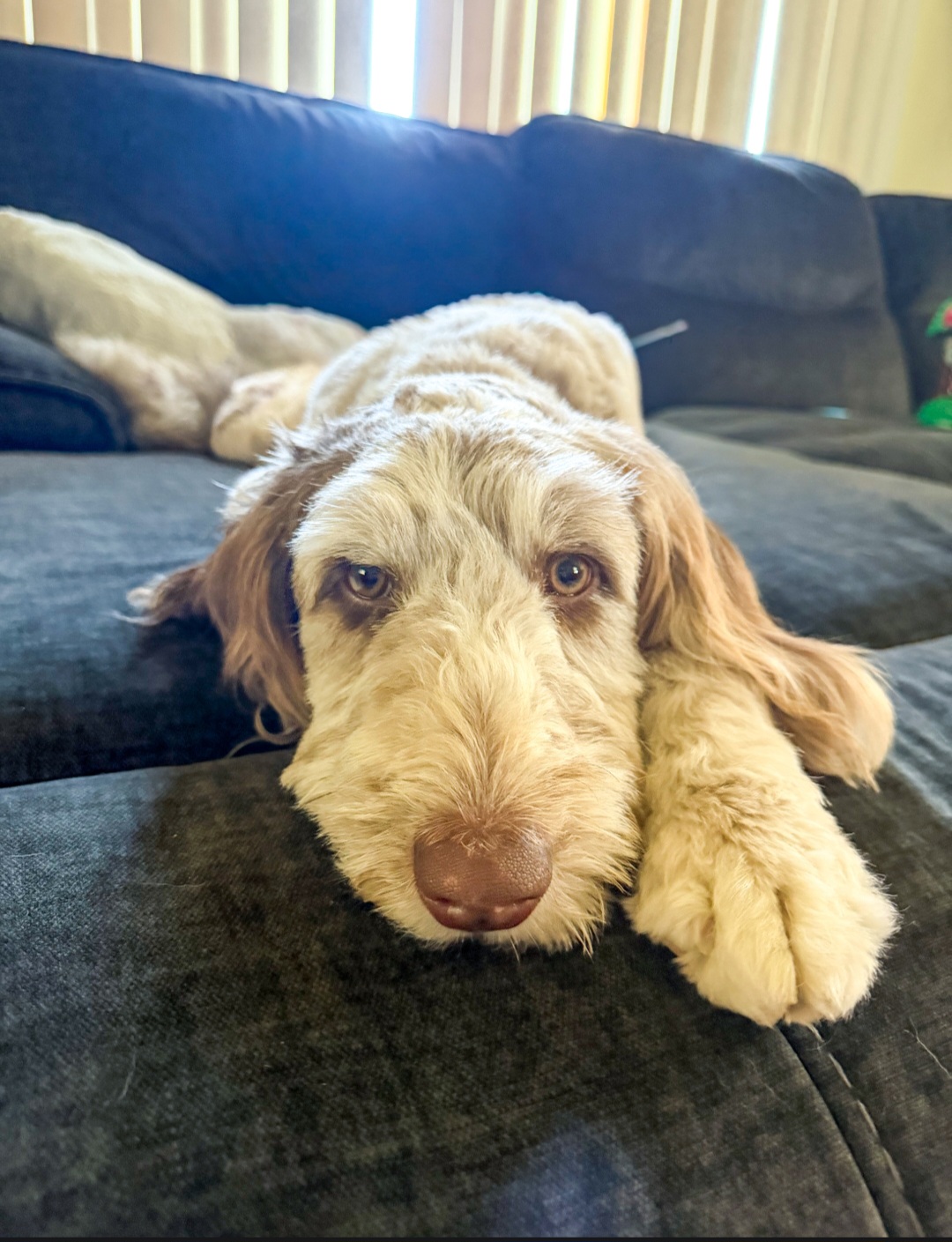 AUSSIEDOODLE