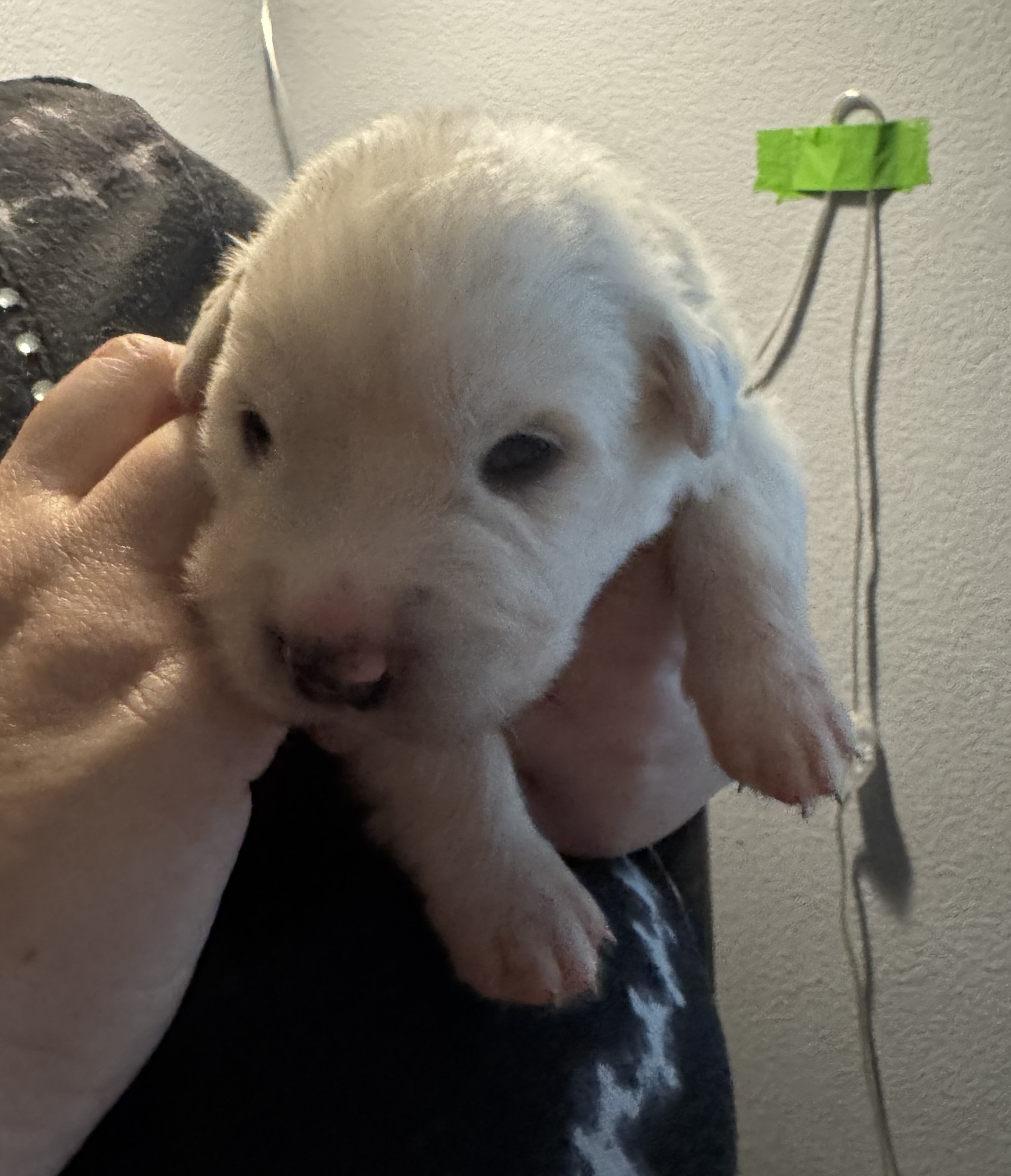 Phlox  of the Wildflower Litter