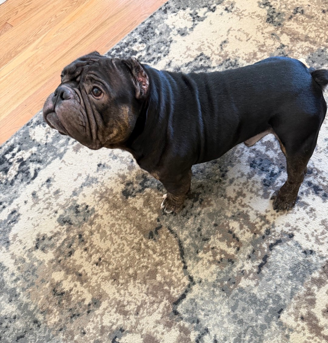AMERICAN BULLY