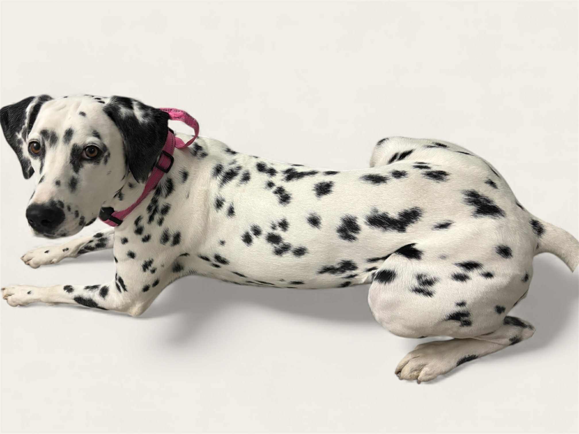 DALMATIAN