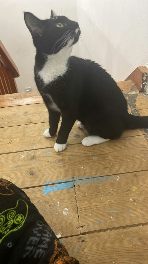 Oreo
