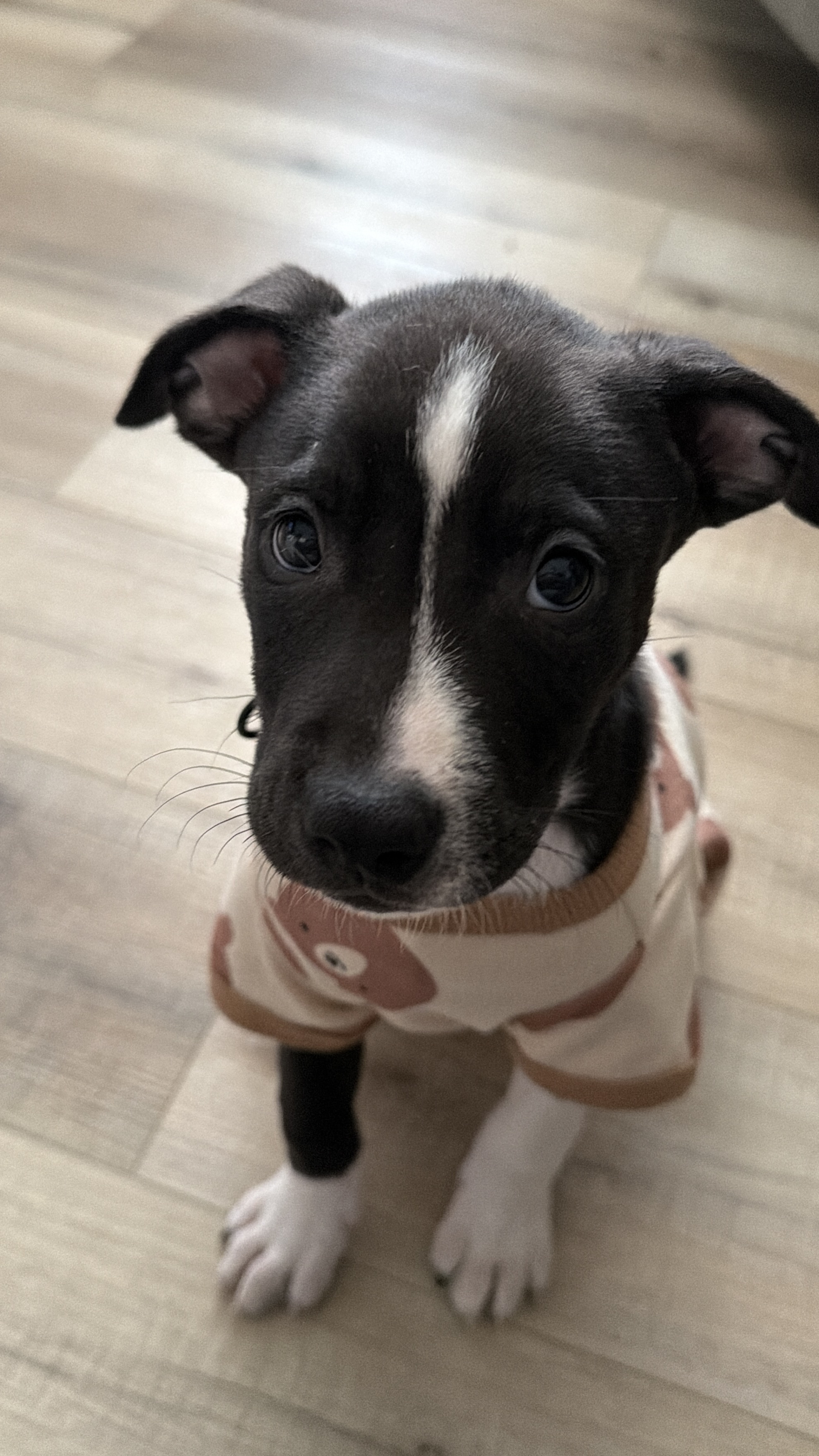 AMERICAN PIT BULL TERRIER