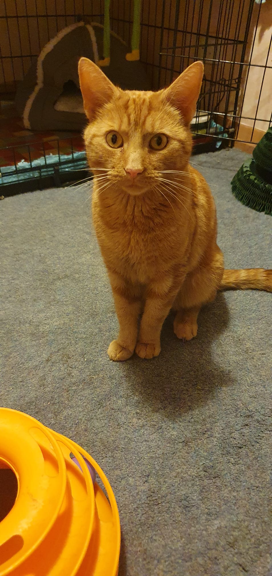 Ronnie