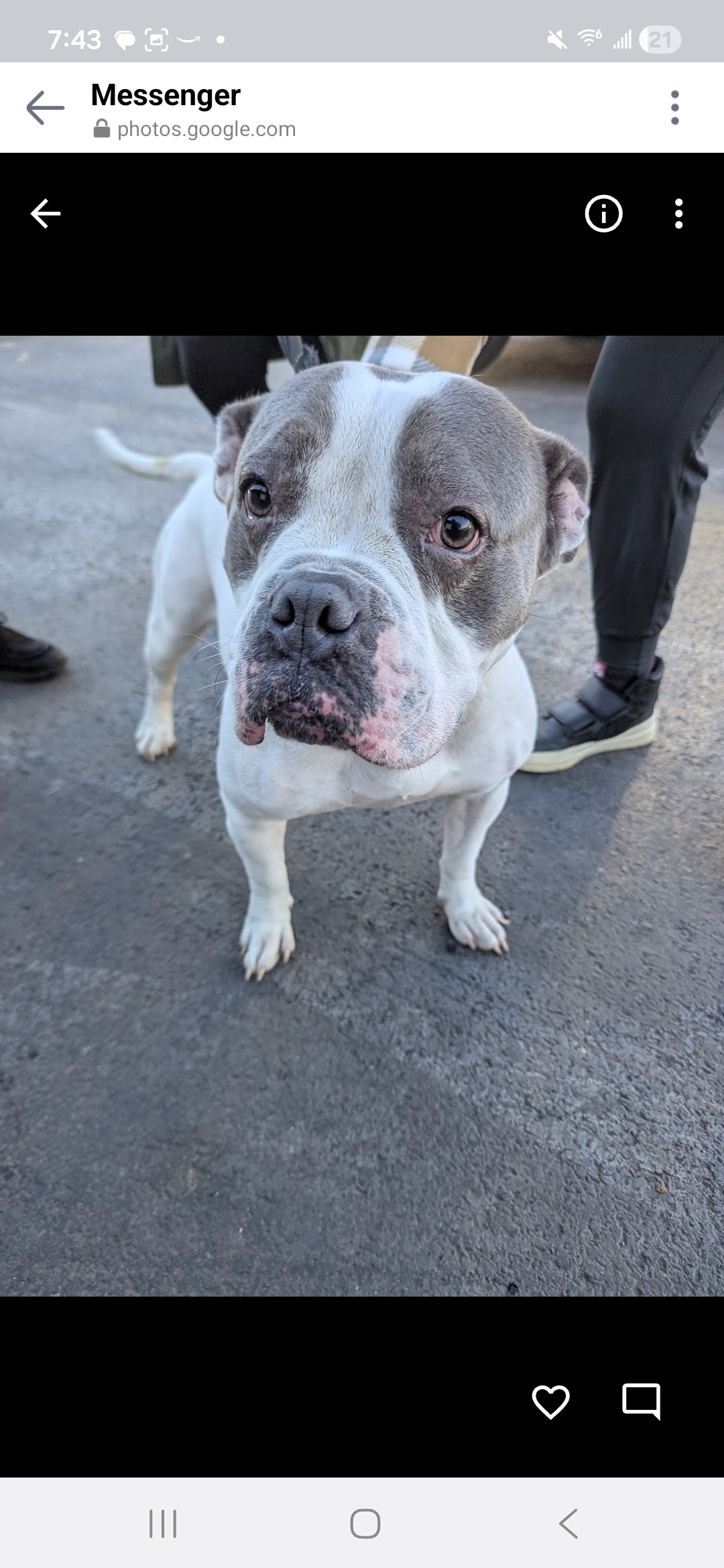 AMERICAN PIT BULL TERRIER, BOXER