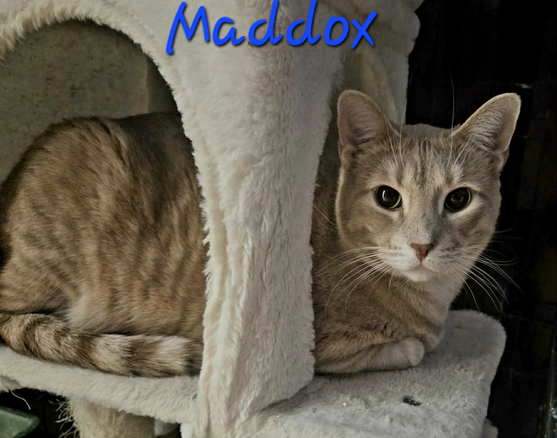 Maddox