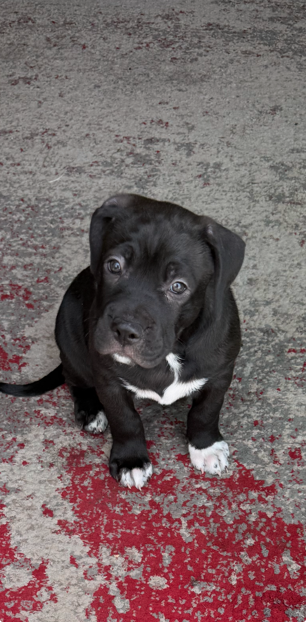 AMERICAN PIT BULL TERRIER, CANE CORSO, LABRADOR RETRIEVER