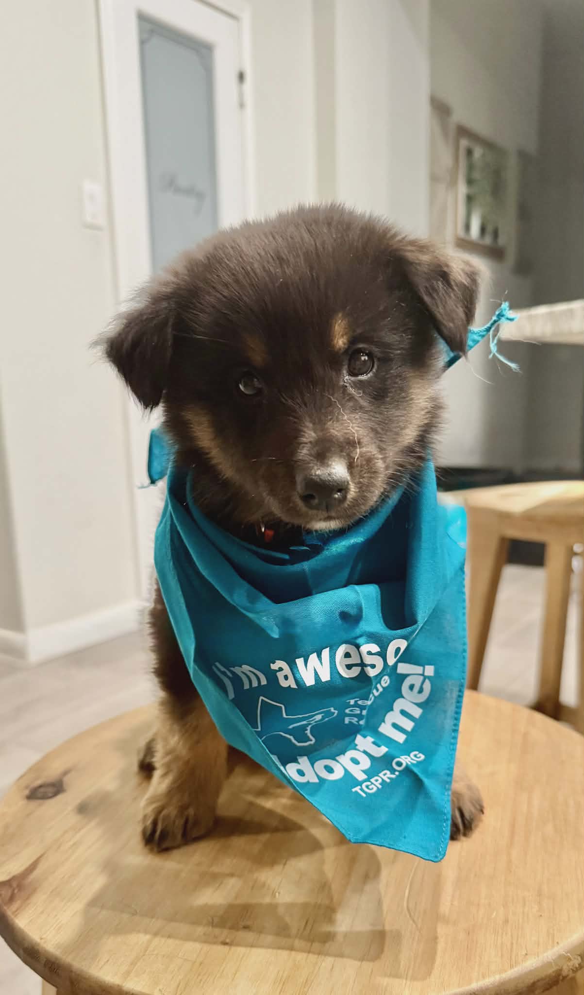 Baloo  The Bear Litter