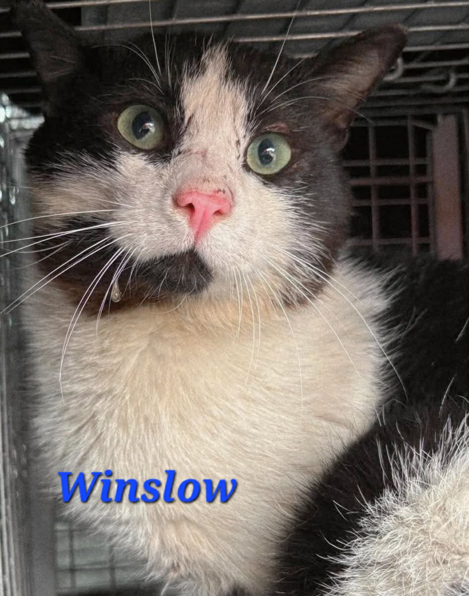 Winslow