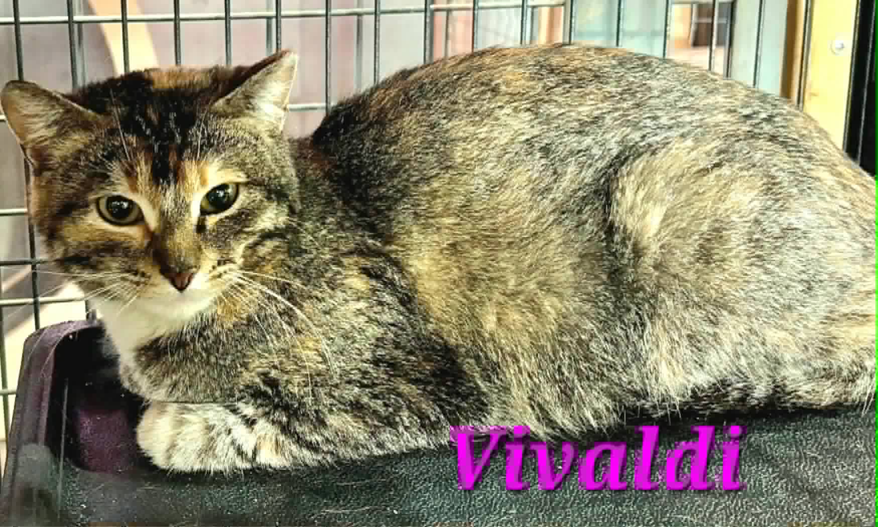 Vivaldi