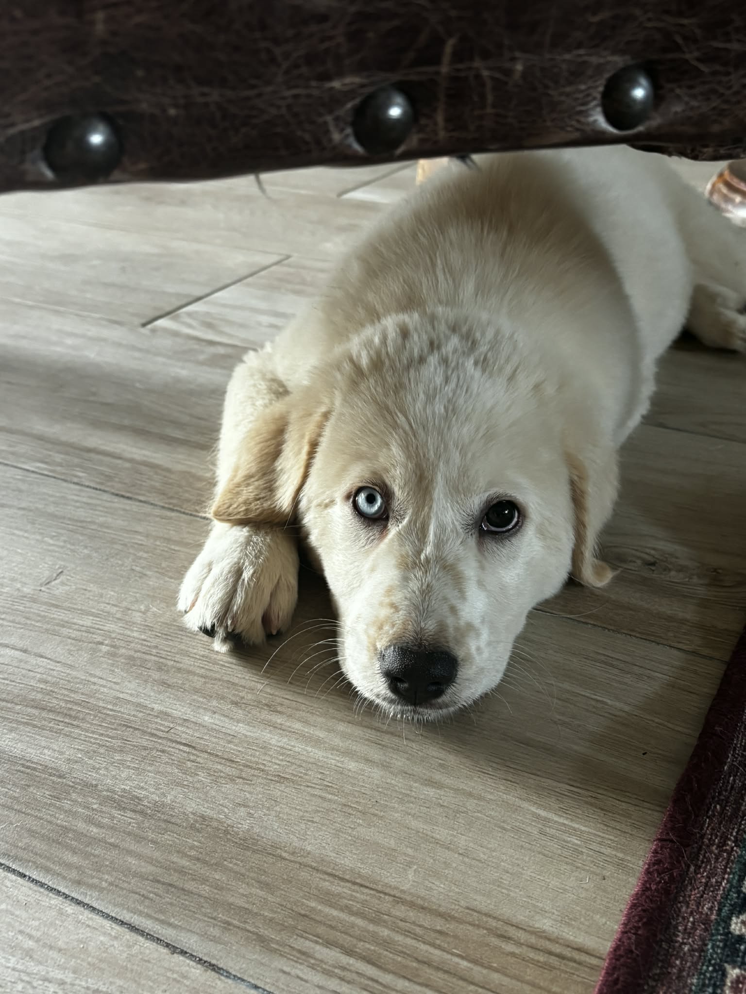 Aubrey