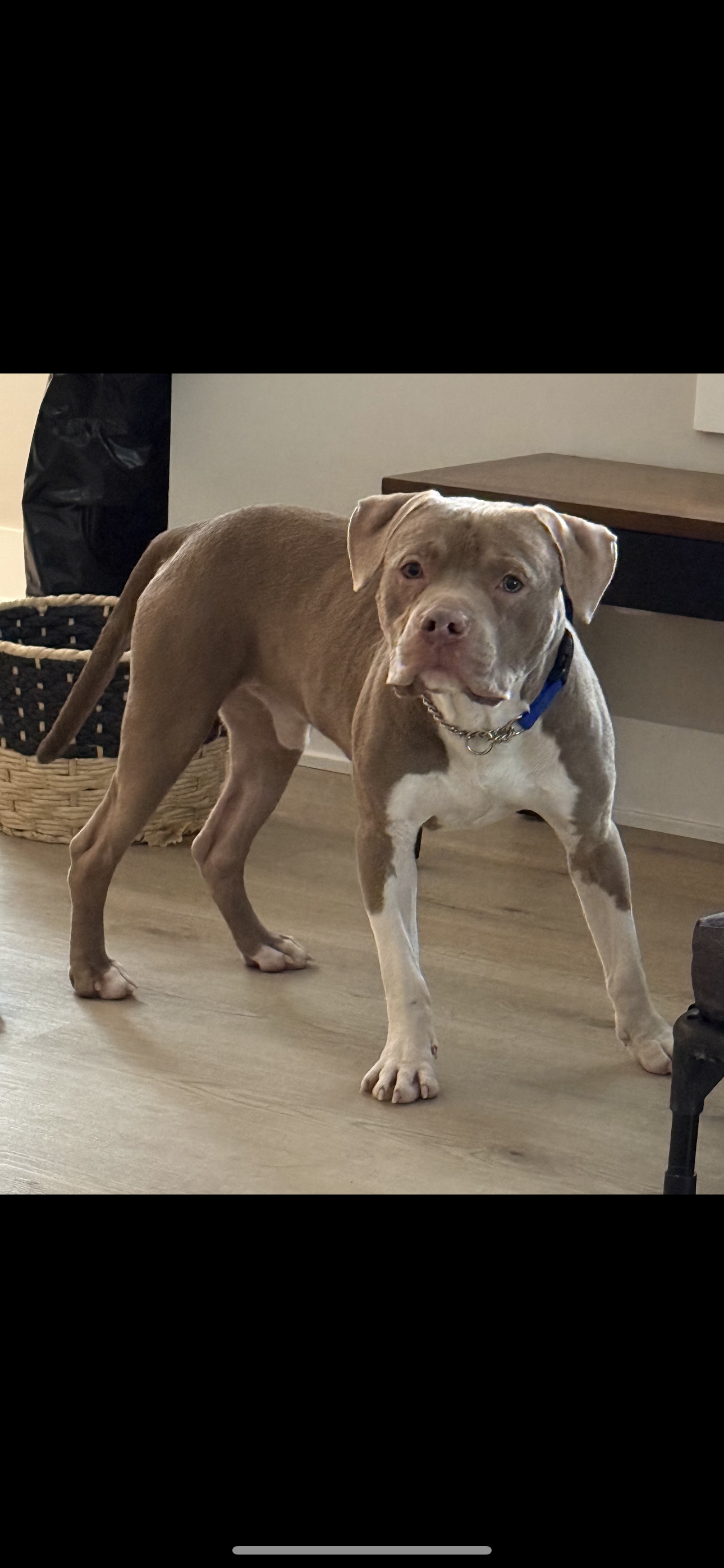 AMERICAN STAFFORDSHIRE TERRIER