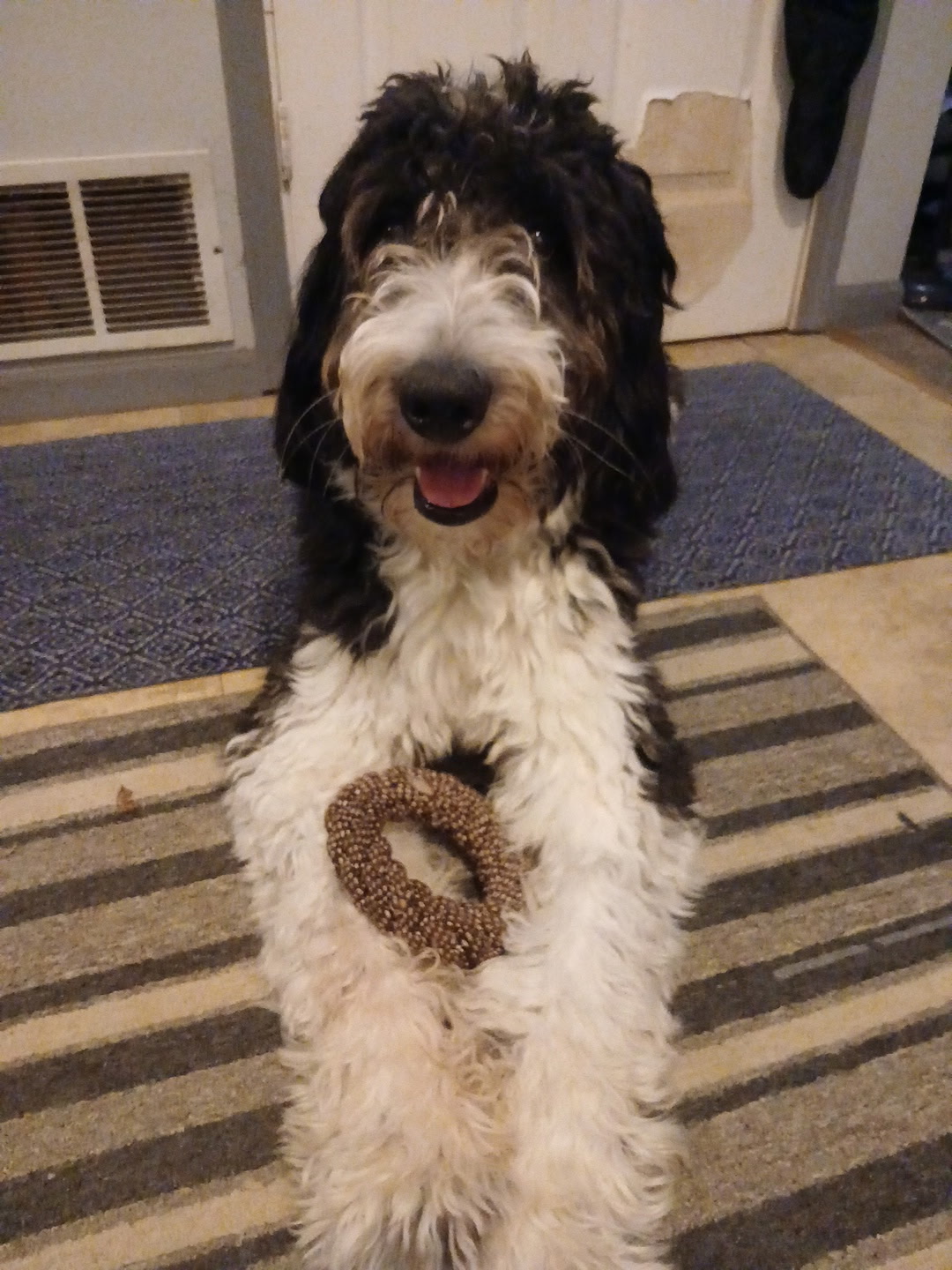 STANDARD POODLE, BERNESE MOUNTAIN DOG