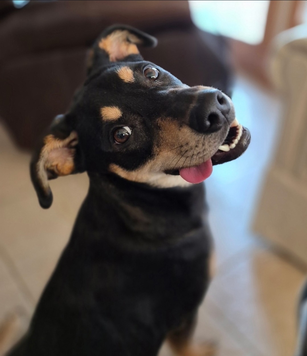 GERMAN SHEPHERD DOG, DOBERMAN PINSCHER