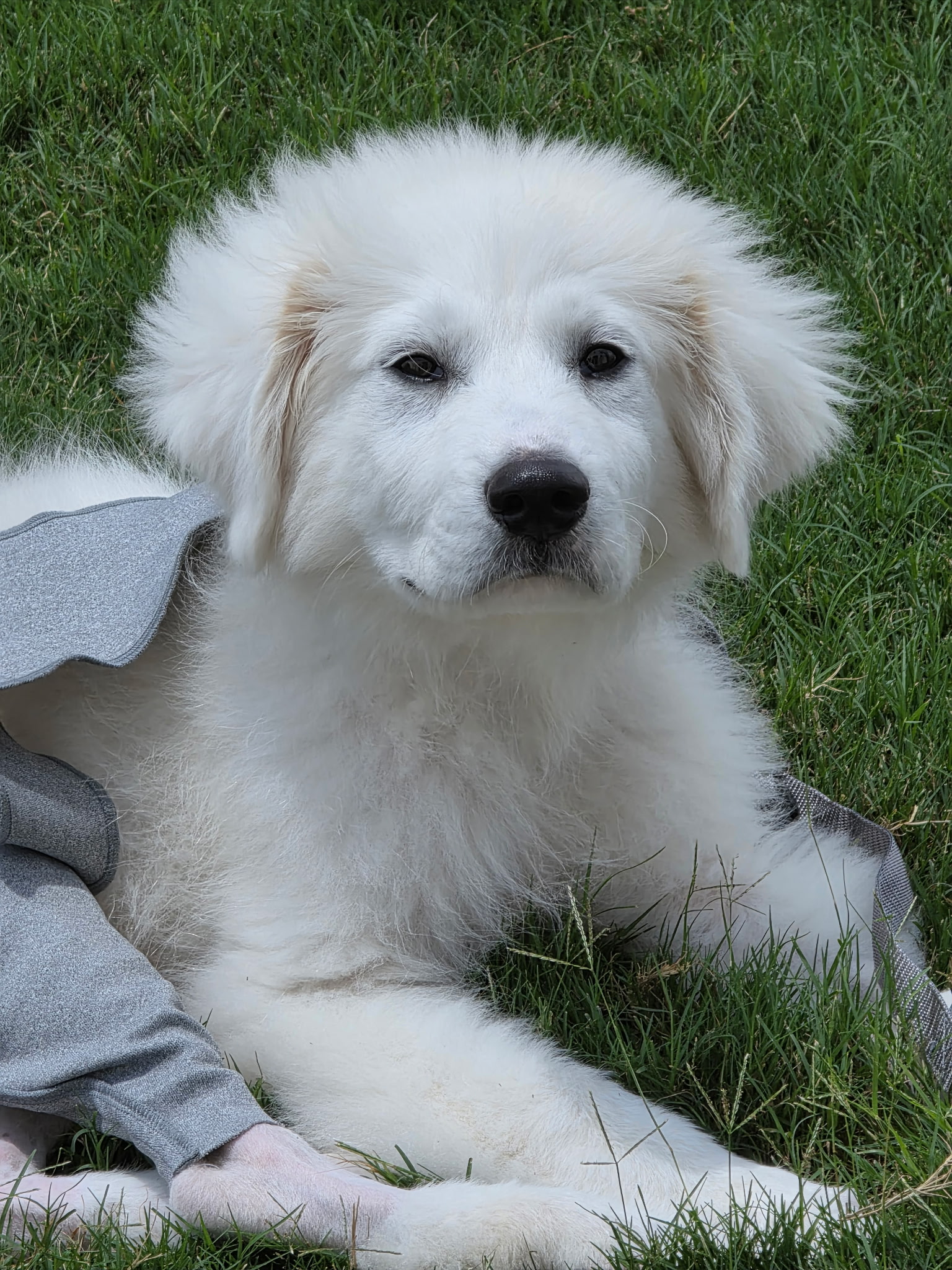 Claudius