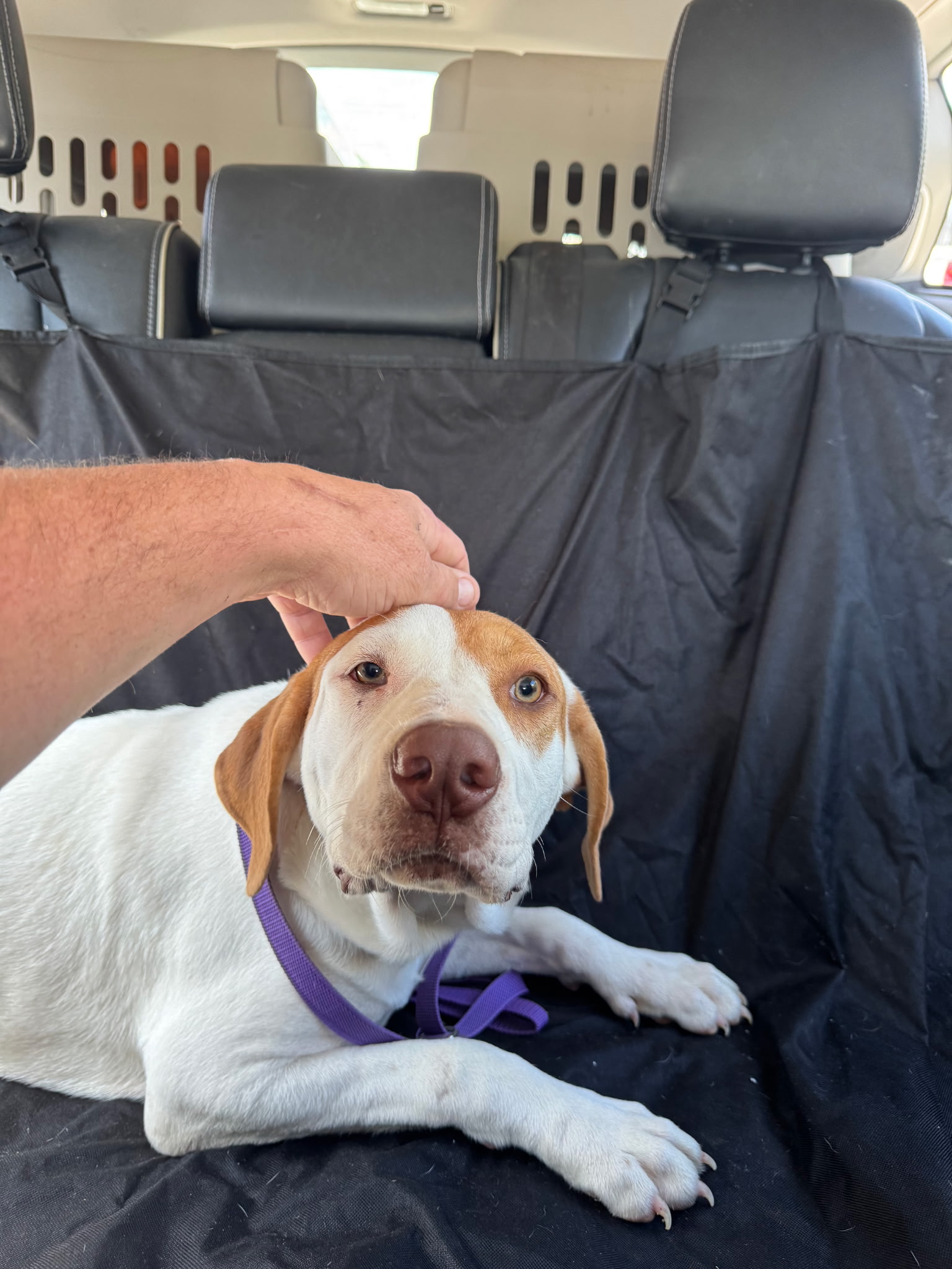 AMERICAN ENGLISH COONHOUND