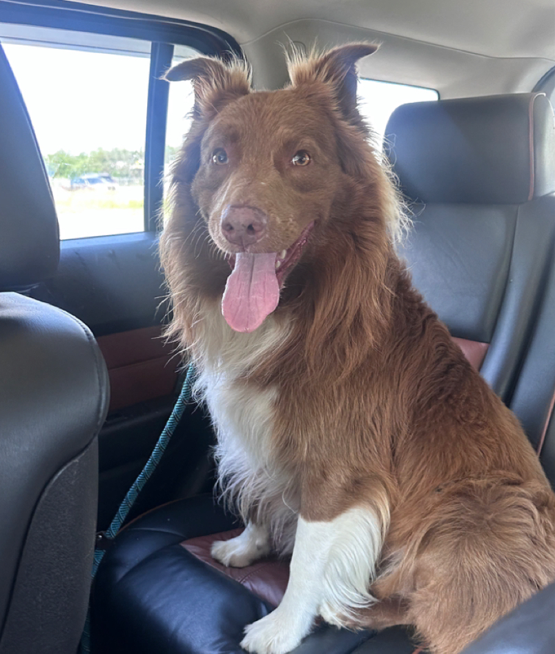 AUSTRALIAN SHEPHERD