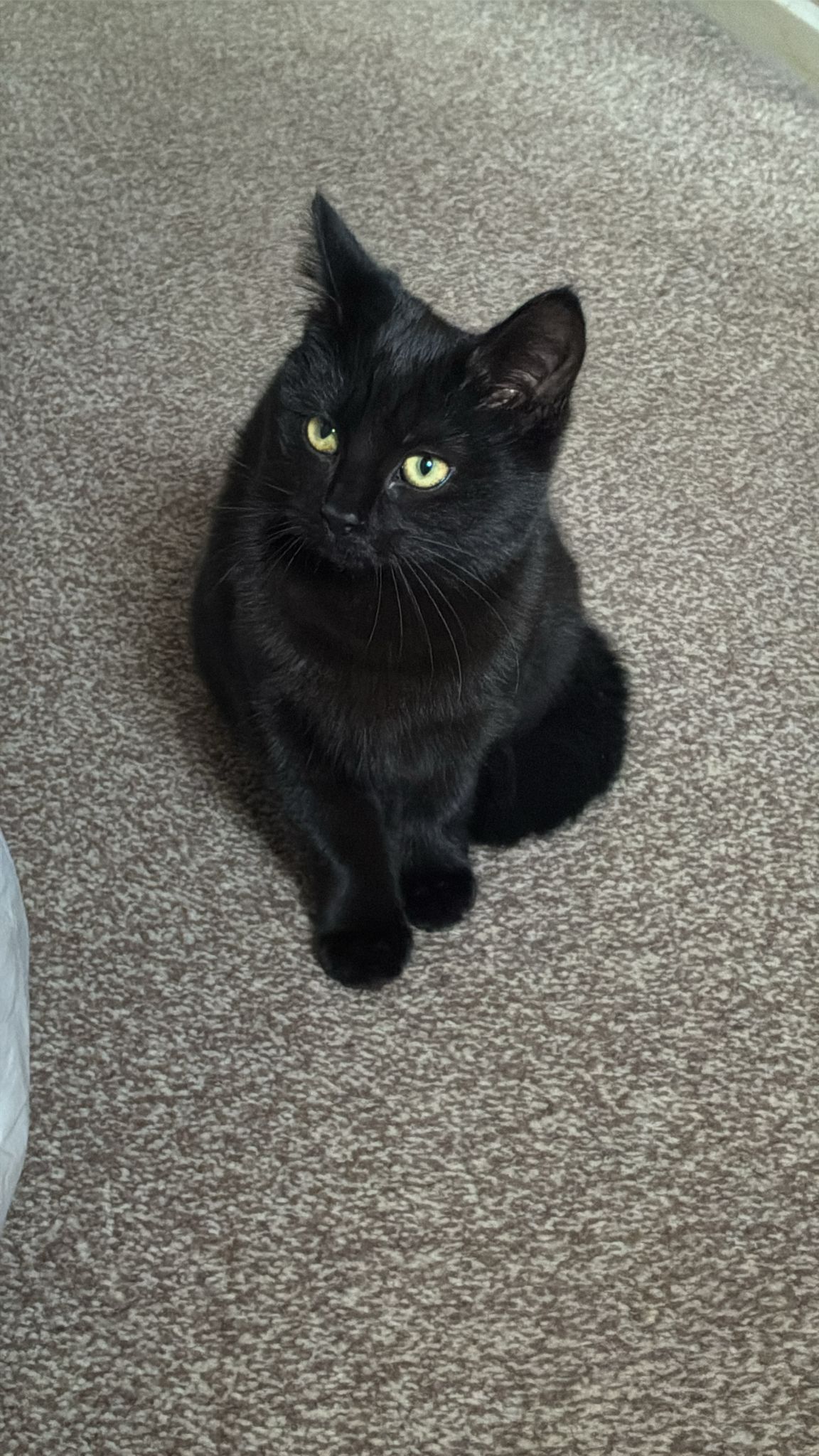 Boo