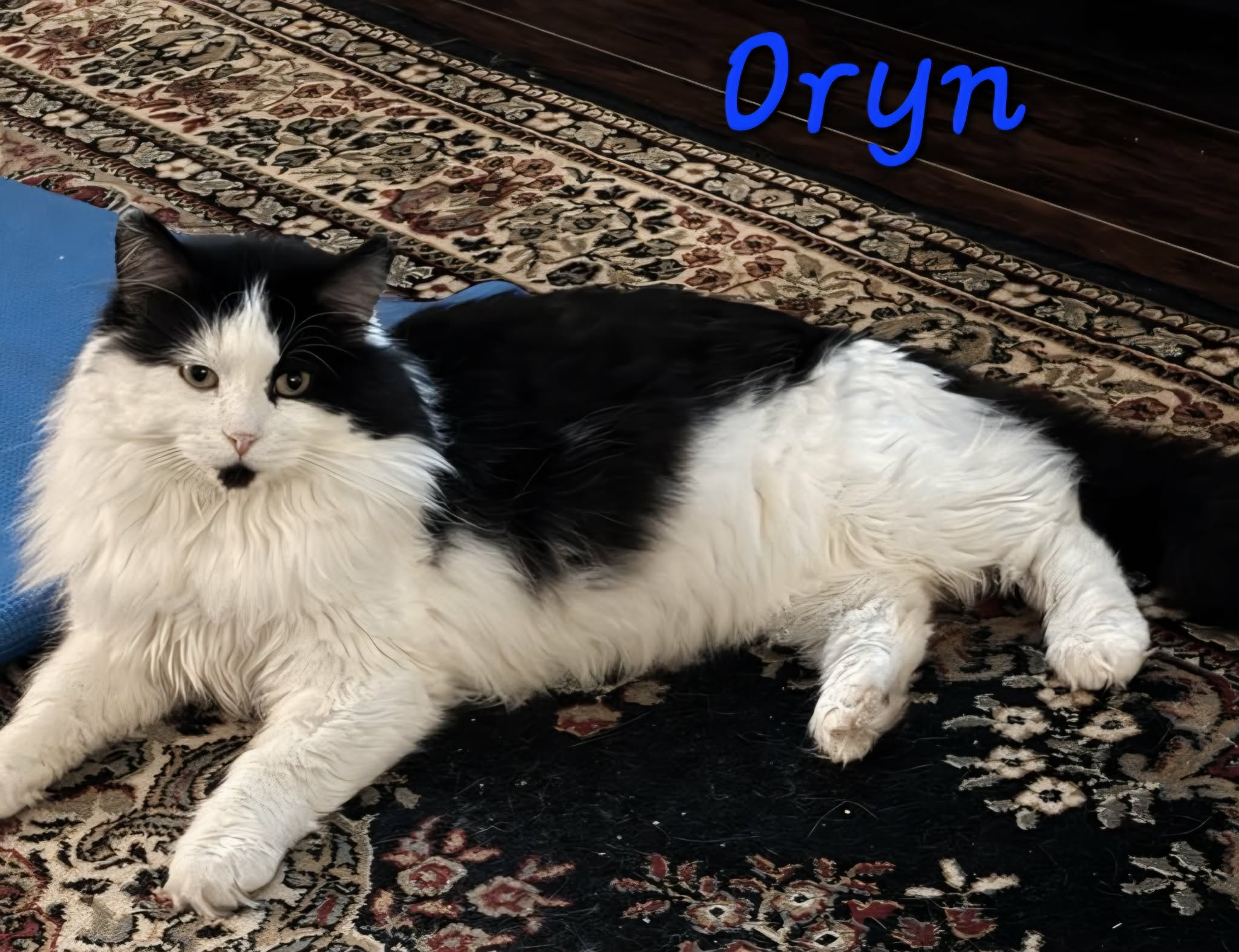 Oryn