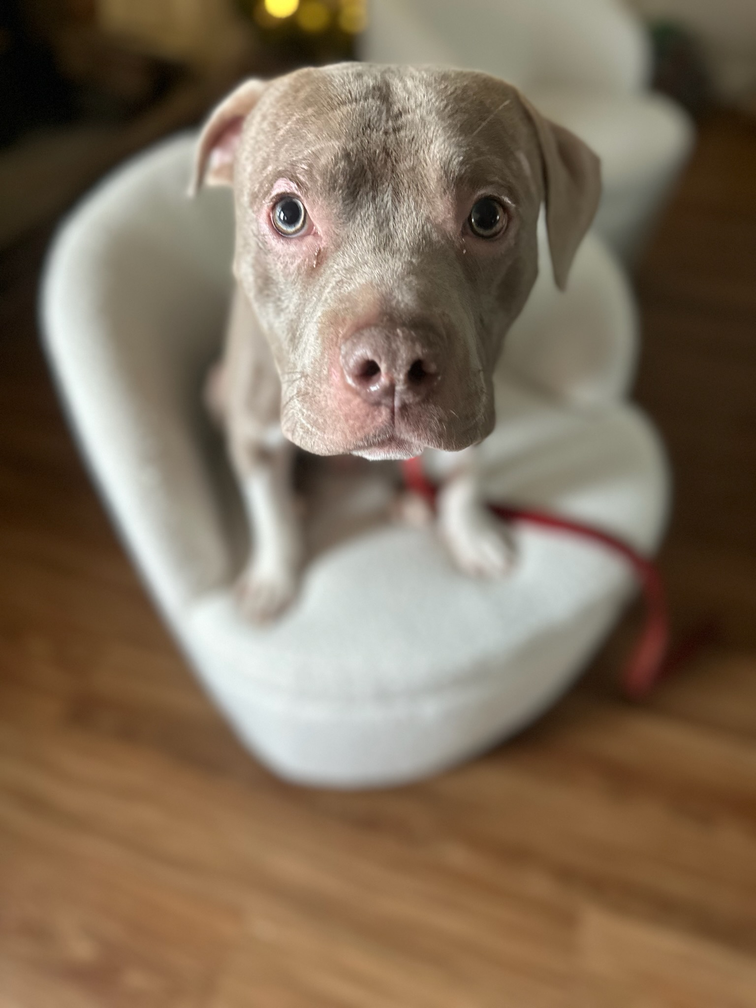 AMERICAN PIT BULL TERRIER