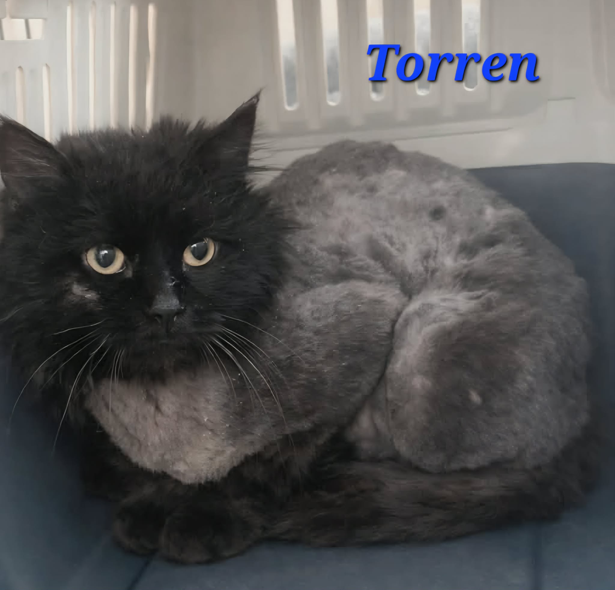Torren
