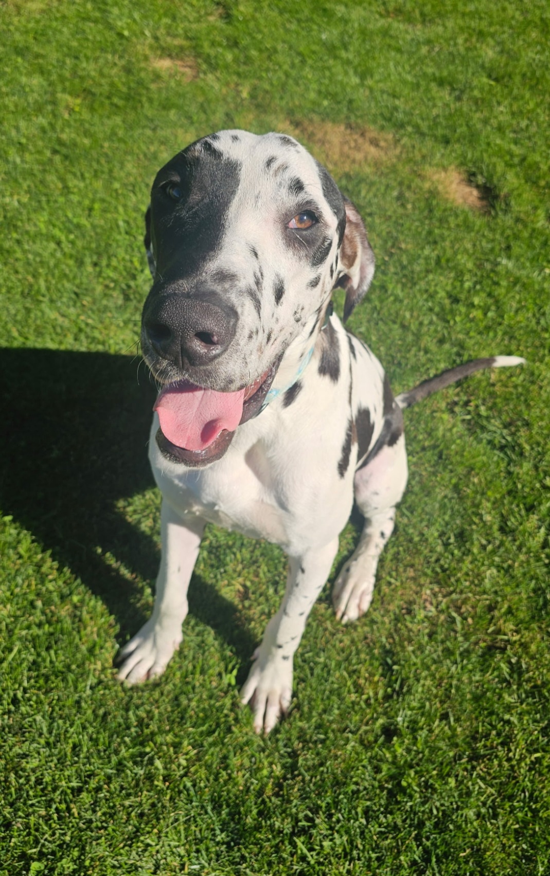 GREAT DANE