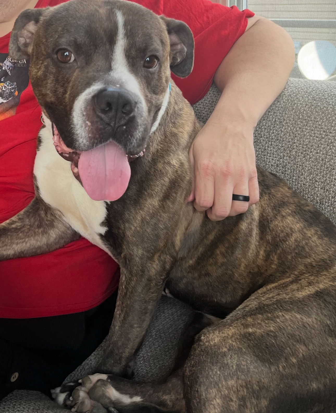 AMERICAN PIT BULL TERRIER