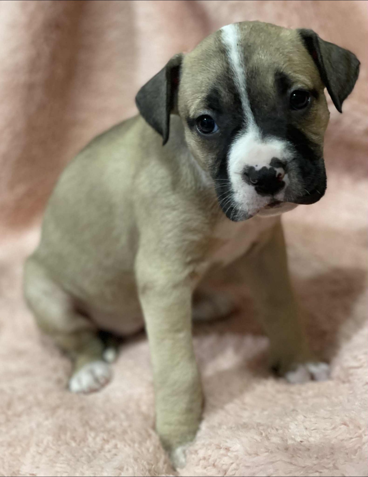 AMERICAN PIT BULL TERRIER