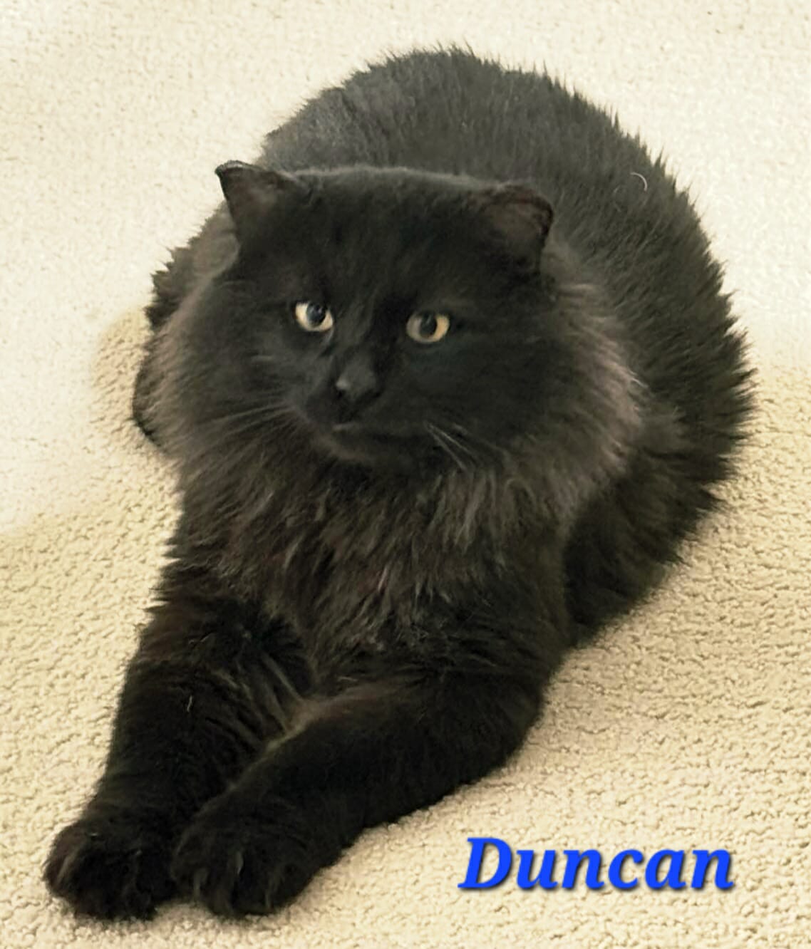 Duncan 