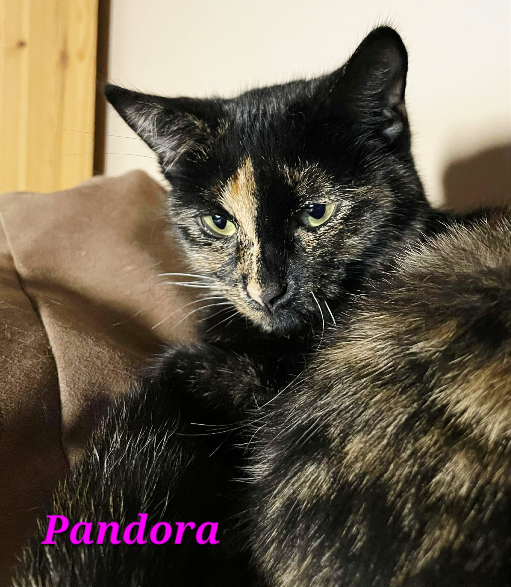 Pandora 