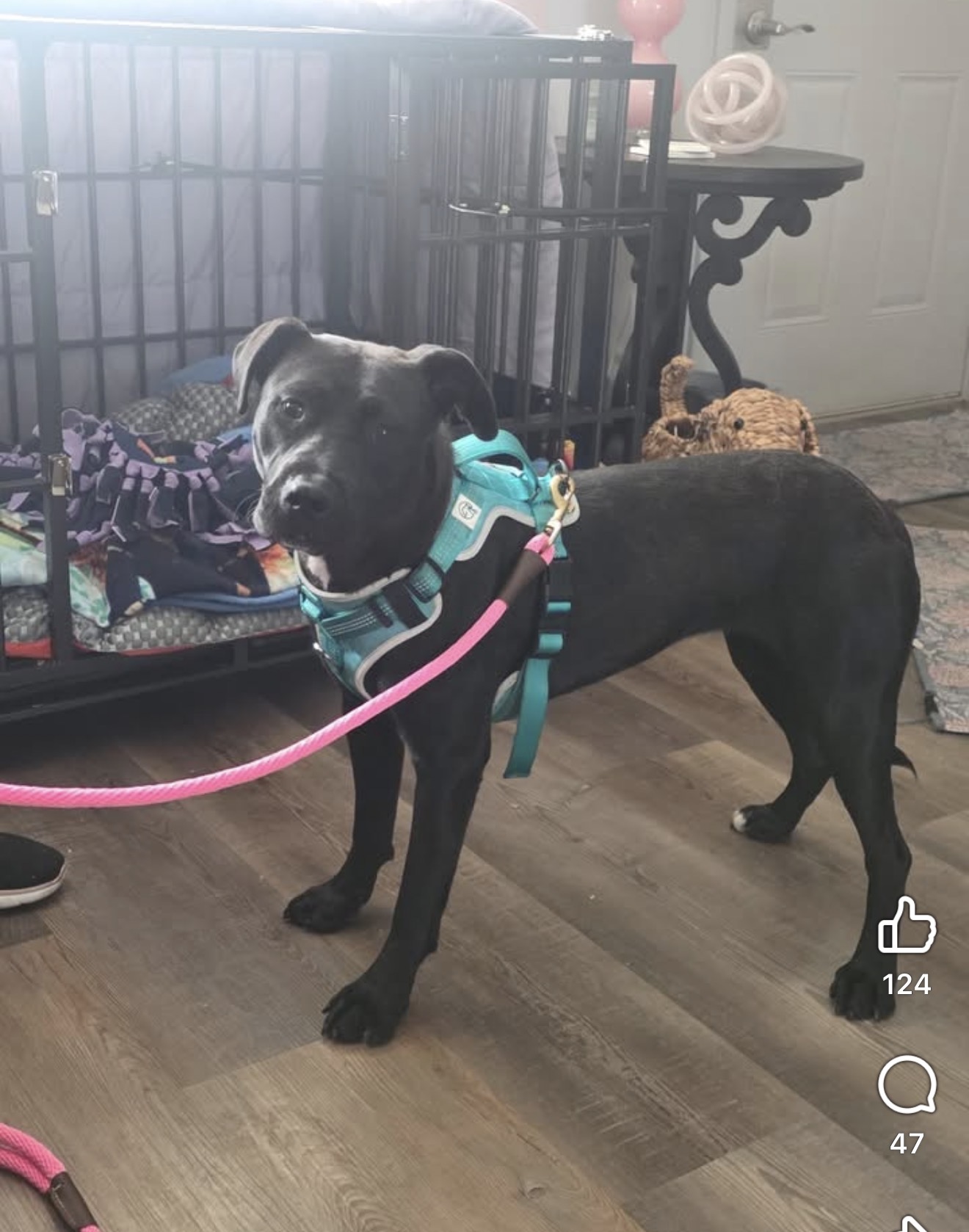AMERICAN PIT BULL TERRIER, CANE CORSO