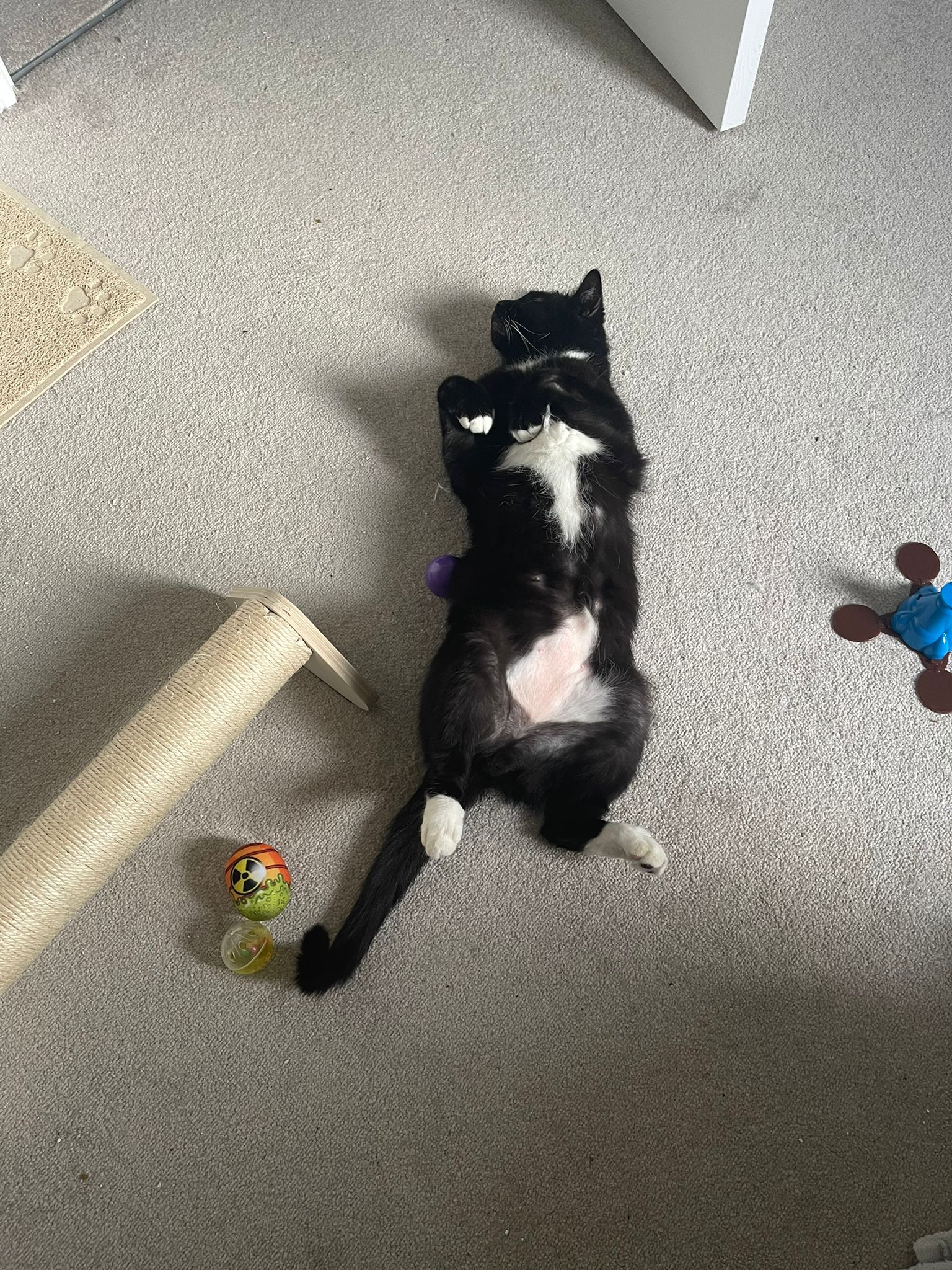 Timmy