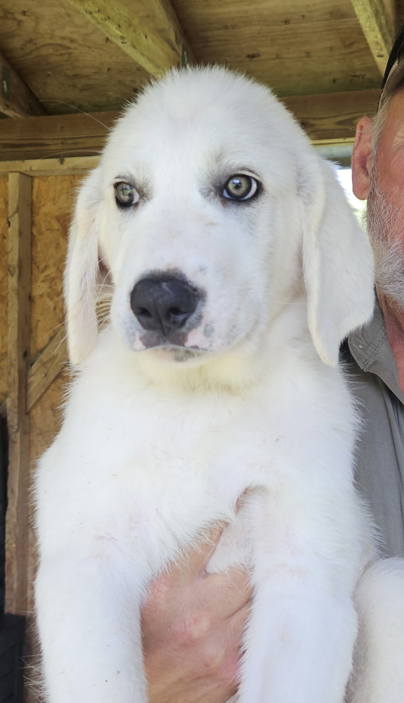Merlin